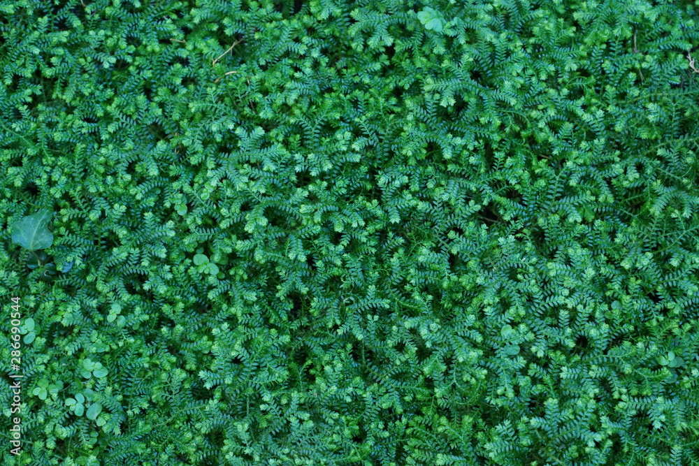 background of green leaves background of green leaves
