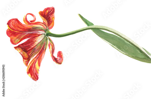 Billede på lærred Watercolor on white background: red-orange-yellow tulip fading