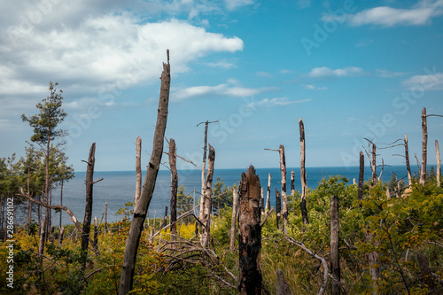 Woods after fire with sea horizon