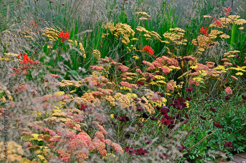 Close up of the exotic Grasses, Crocosmia Lucifer and Achillea in a garden flower border photo