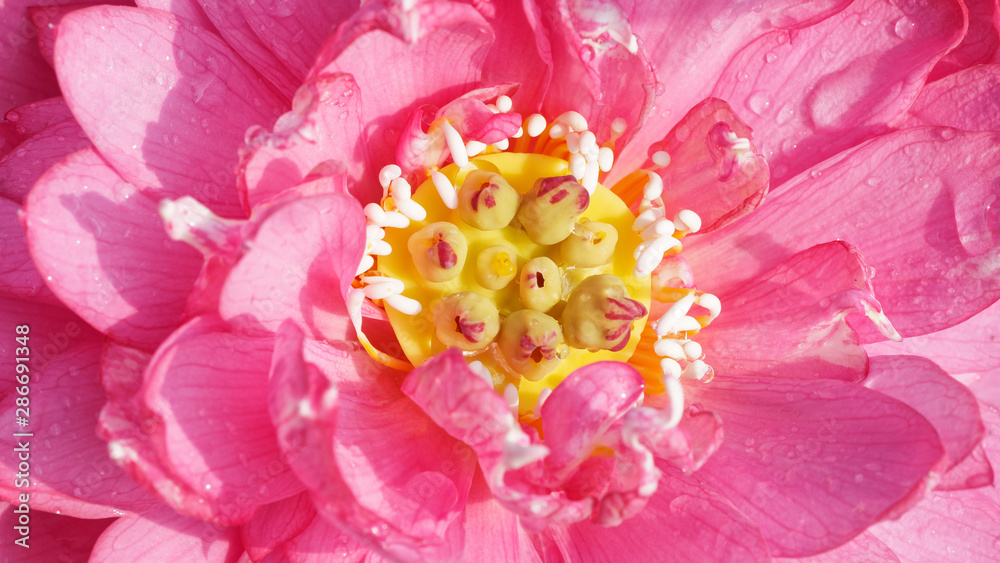 Close up image of beautiful pink lotus and seedpod. Close up image of beautiful pink lotus and seedpod.