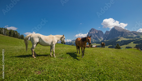 Wonderful Mountain Landscape Panorama With Horses At Seiser Alm In South Tyrol Italy
