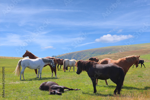 Herd of horses grazing on summer pasture in highlands