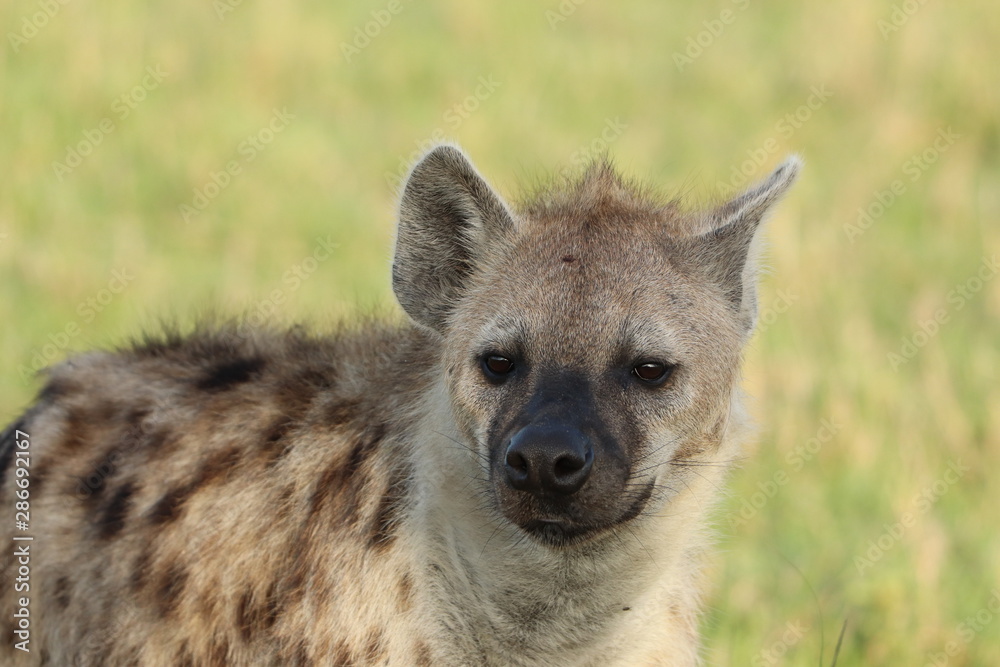 Spotted hyena face closeup, Masai Mara National Park, kenya. Spotted hyena face closeup, Masai Mara National Park, kenya.