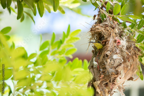 orthotomus bird in nest on tree branch photo