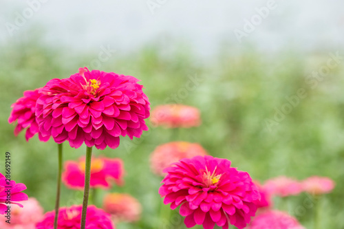 pink zinnia flower in garden