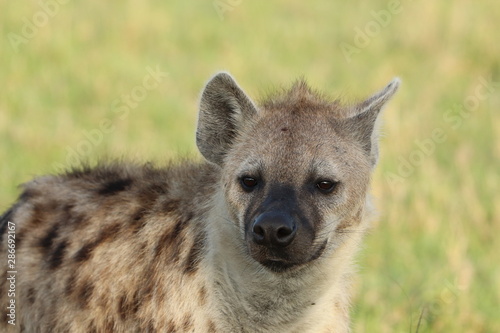 Spotted hyena face closeup, Masai Mara National Park, kenya.