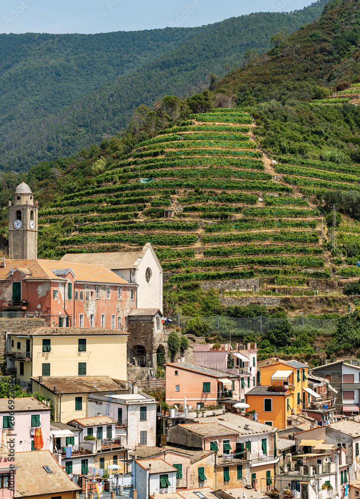 Ancient village of Vernazza and the terraced fields, green vineyards. Cinque Terre, National park in Liguria, La Spezia province, Italy, Europe. UNESCO world heritage site