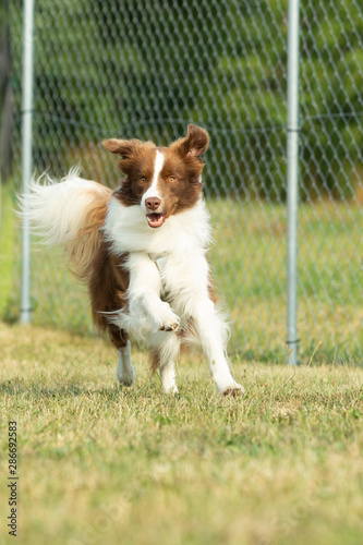 A german australian dog is running on a green meadow in a dog zone or dog school. photo