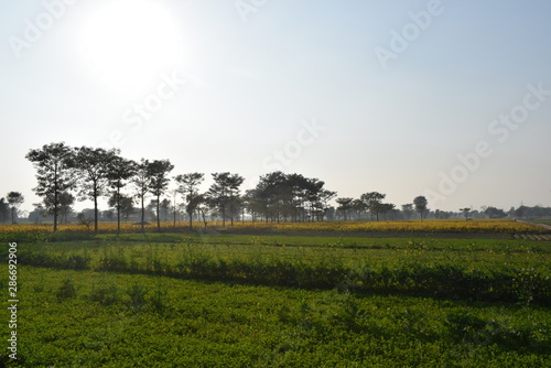 Turmeric, Lucerne and Mustard Fields