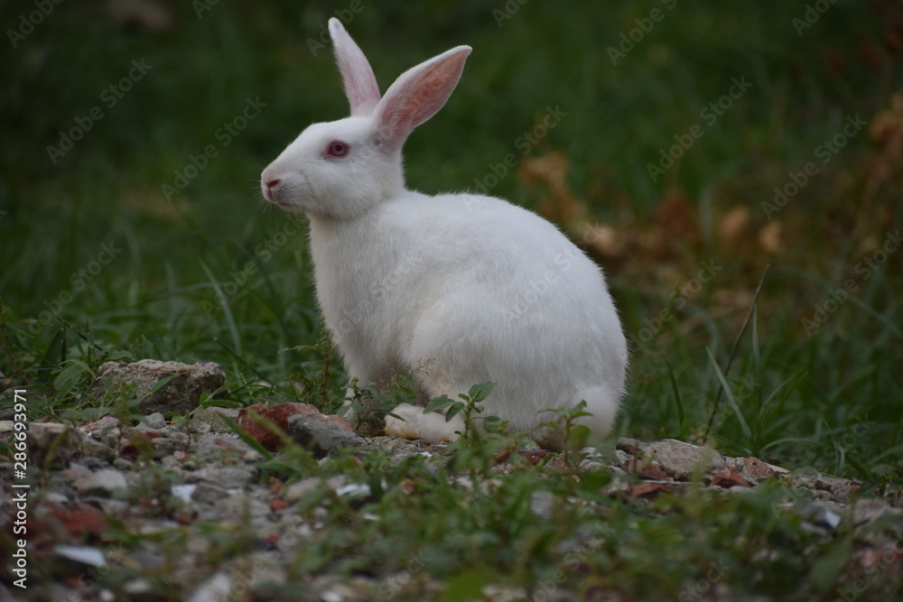 rabbit in the grass rabbit in the grass