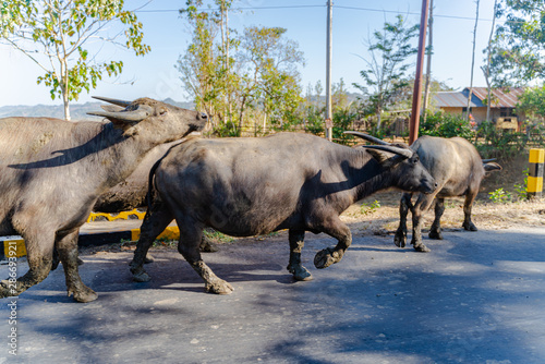 Sumba Buffalo