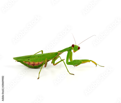 green mantis is standing and looking at the camera on a white background © nndanko