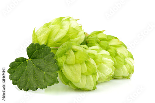 Branc hop isolated close-up.
