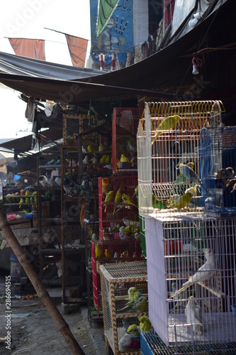 Parrot Stalls in Lahore Pakistan