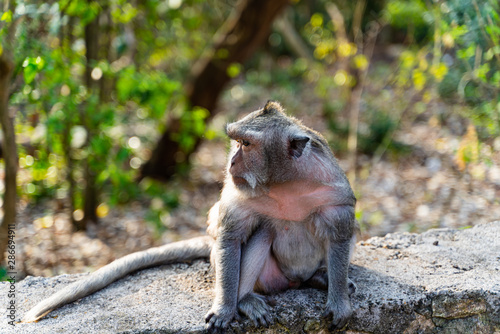 Uluwatu Temple Monkey  2