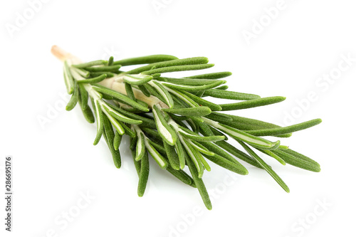 Twig of rosemary isolated.