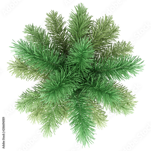 foxtail palm tree isolated on white background. top view