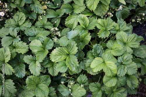 neat garden bed with lush green strawberry bushes as a background or texture closeup