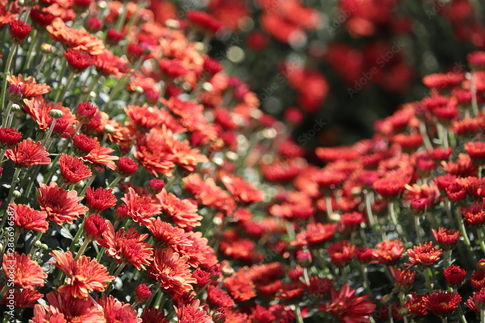 Field of red chrysanthemums, colorful flowers in sunny day. Festive floral background, beautiful pattern, symbol of autumn Field of red chrysanthemums, colorful flowers in sunny day. Festive floral background, beautiful pattern, symbol of autumn