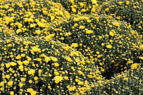 Field of yellow chrysanthemums, colorful flowers in sunny day. Festive floral background, beautiful pattern, symbol of autumn