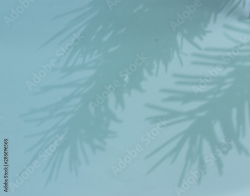 Top view of fir tree shadow on orange background flat lay