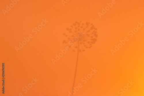 Top view of one dandelion shadow on orange background flat lay © Victoriia