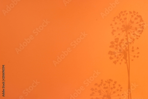Top view of dandelion shadow on orange background flat lay creative copy space