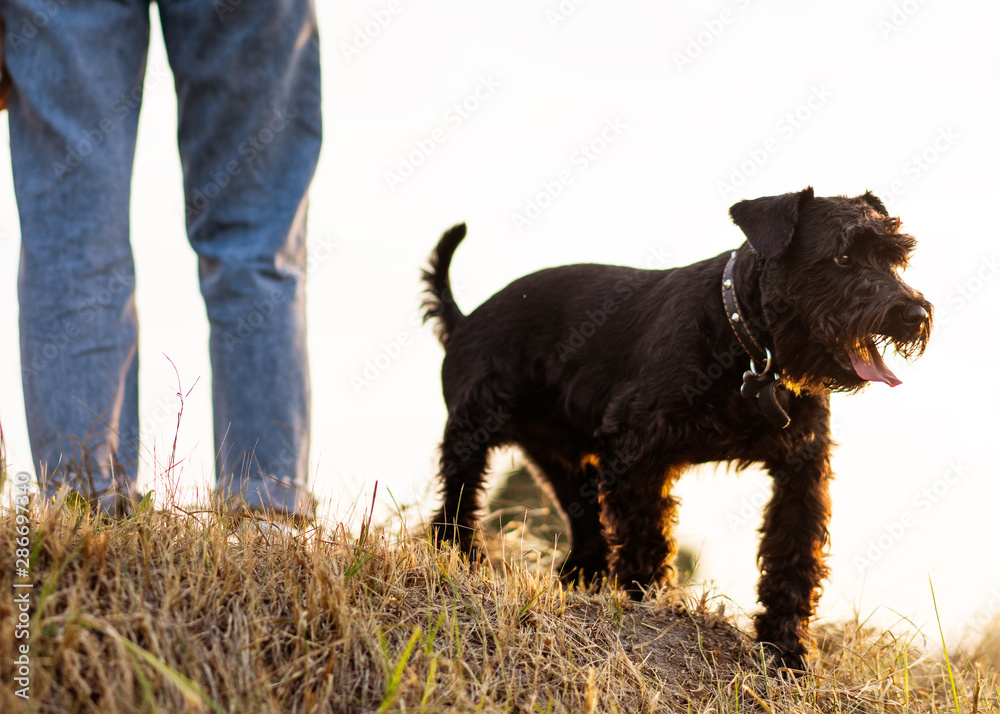 girl with dog Miniature Schnauzer plays at sunset girl with dog Miniature Schnauzer plays at sunset
