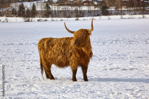 Scottish highland cattle on a farm in Austria.