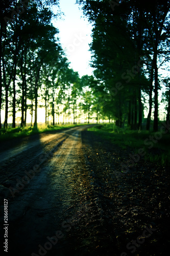 landscape road alley green trees