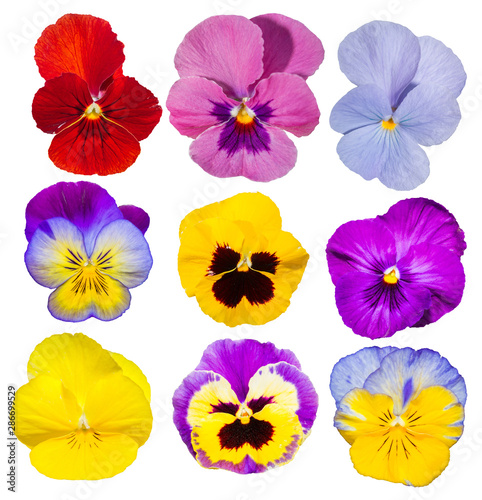collection pansy Flower Isolated on White.