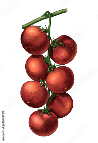 Antique engraving illustration of tomato twig drawing botanical vintage style clip art isolated on white background,Botanical of tomato branch