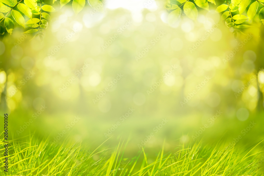 Spring or summer background, green tree leaves frame