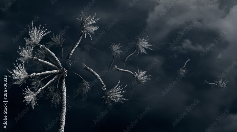Obraz premium Photo manipulated idea of palm trees made to look like a dandelion seeds blowing in a hurricane.