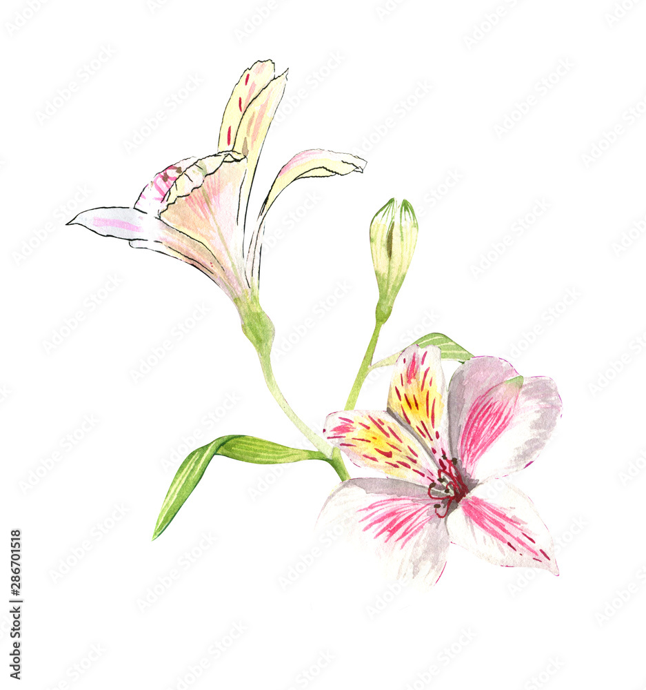 Alstroemeria flowers on a twig, pink flowers on a white background, realistic botanical drawing by hand, watercolor. print for wallpaper, textiles, wrapping paper and other.