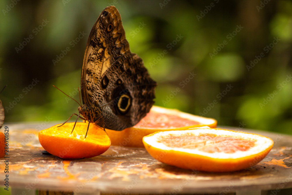 Fototapeta premium butterfly on Orange