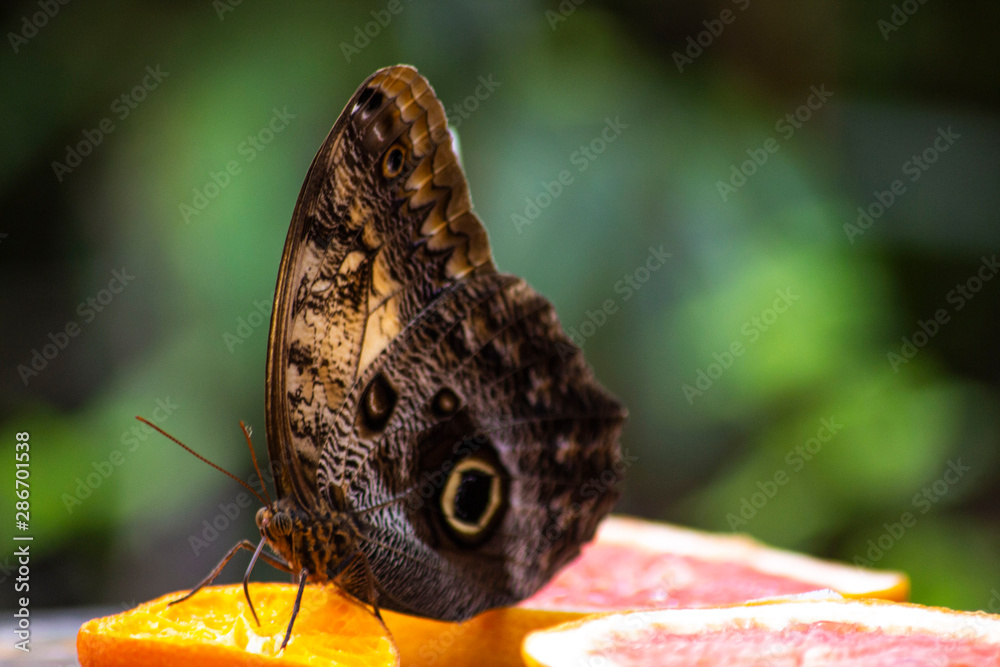 Fototapeta premium butterfly