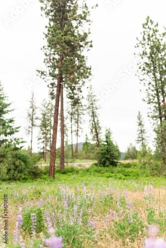 Fototapeta Naklejka Na Ścianę i Meble -  Pine Trees, Wildflowers, Mountains, Washington State