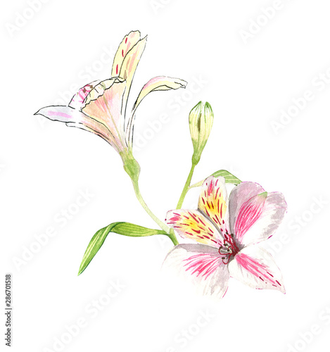 Alstroemeria flowers on a twig  pink flowers on a white background  realistic botanical drawing by hand  watercolor. print for wallpaper  textiles  wrapping paper and other.