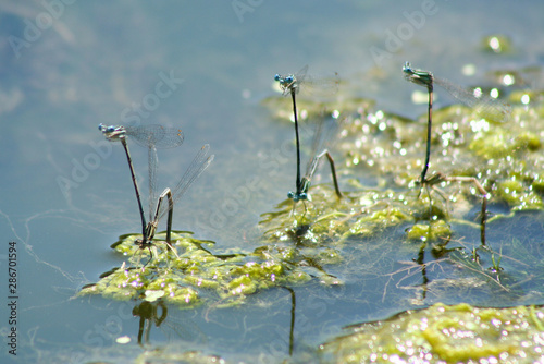 dragonflies breed on blue water