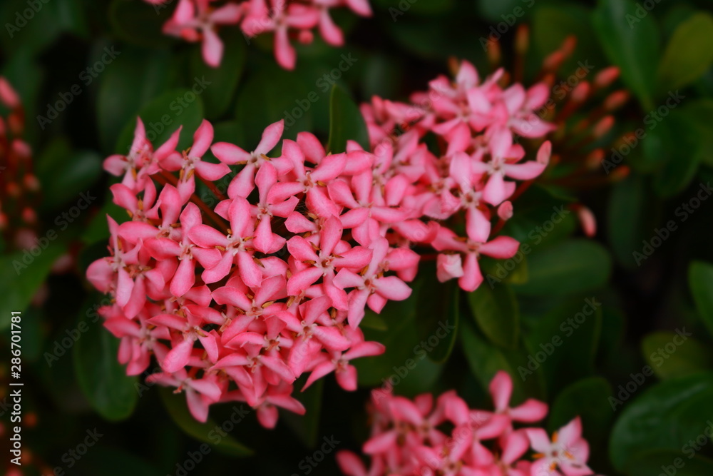 Pink ixora in pretty shape