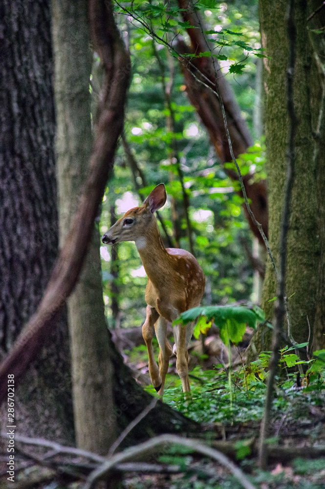 Young Whitetail Deer Fawn With Trees and Vines Young Whitetail Deer Fawn With Trees and Vines