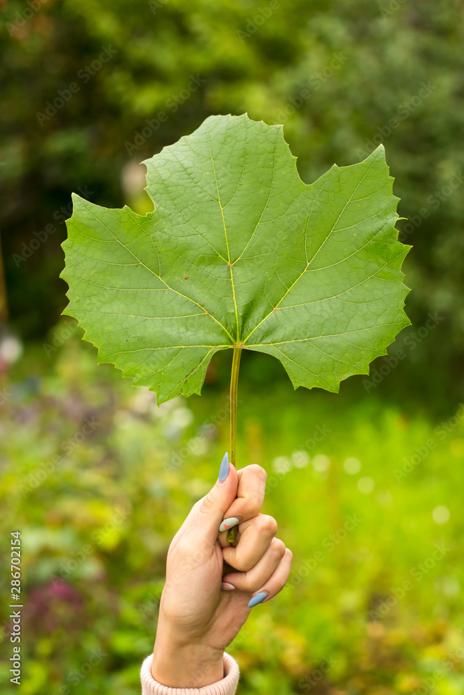 green grape leaf in young girl's hand on garden background green grape leaf in young girl's hand on garden background