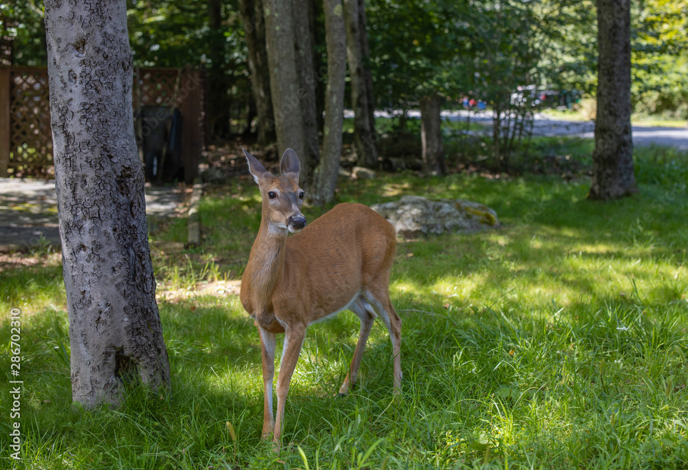 Deer Doe Deer Doe