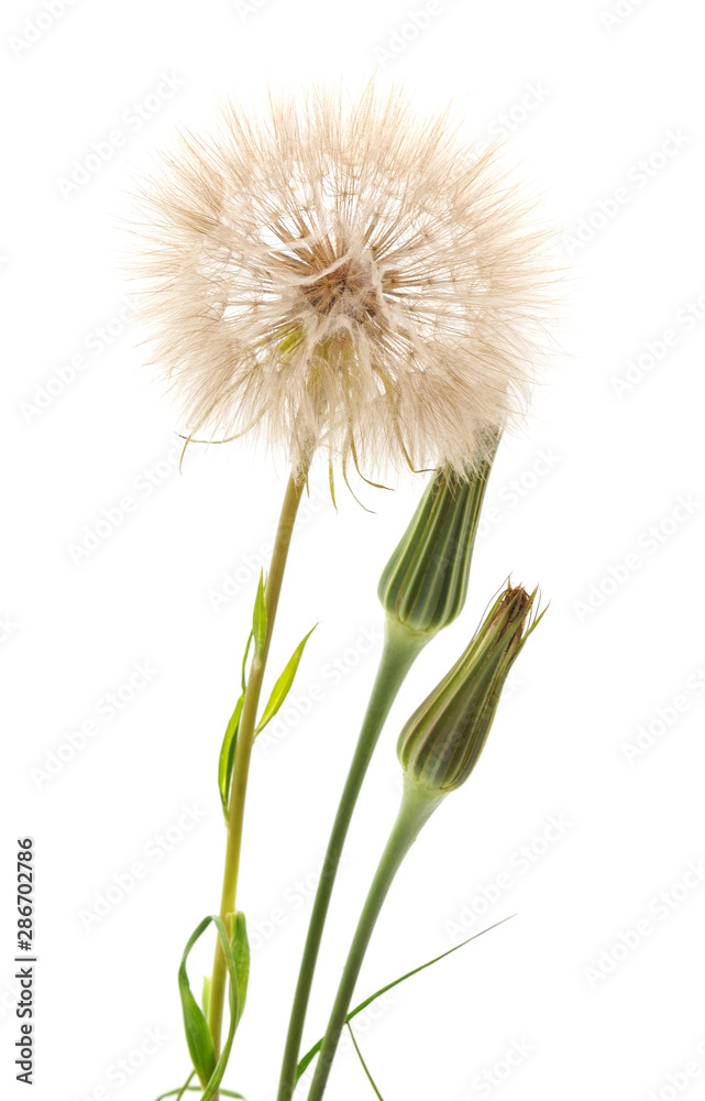 One wild blowball. One wild blowball.