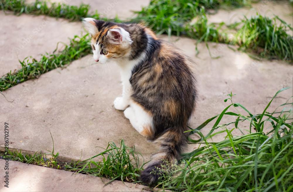Obraz premium little kitten sitting in the garden among the grass
