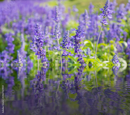 Closeup image of violet lavender flowers in the field in park.