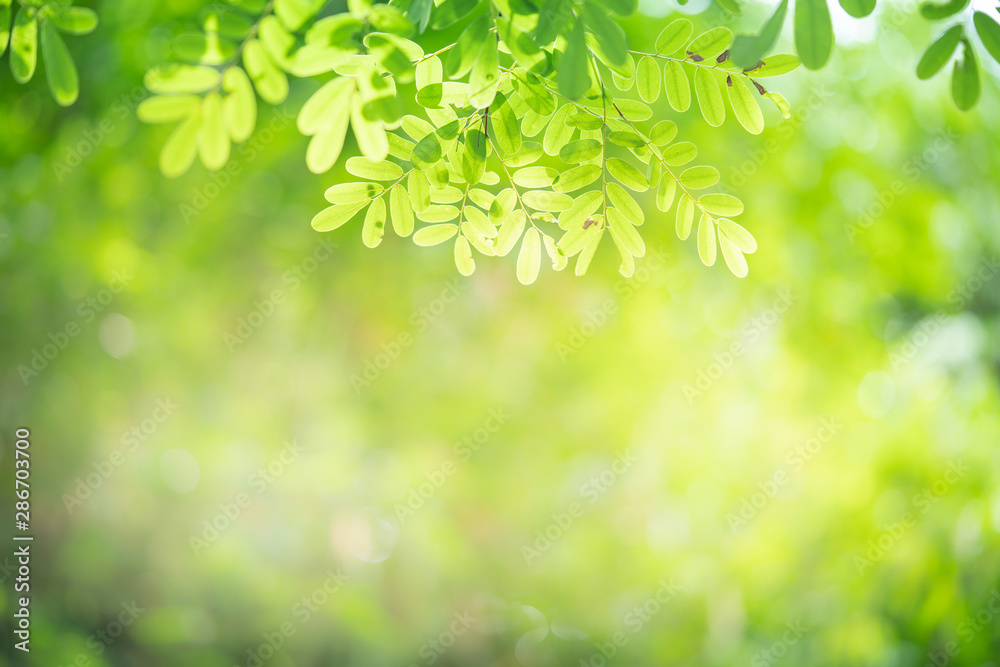 Closeup nature view of green leaf on blurred greenery background Closeup nature view of green leaf on blurred greenery background