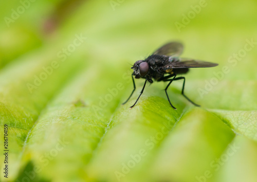 Dark Fly © bigemrg